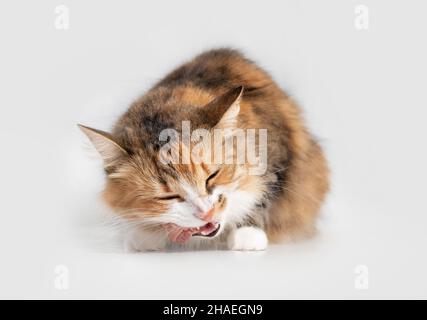 Cat eating raw chicken neck. Front view of female cat with head tilted while chewing a piece of meat. Concept for raw food diet for cats dogs and pet Stock Photo