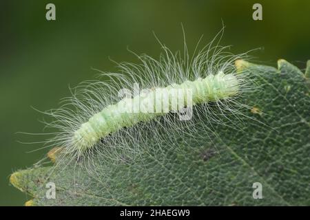 Caterpillar of The miller moth (Acronicta leporina) crawling along ...