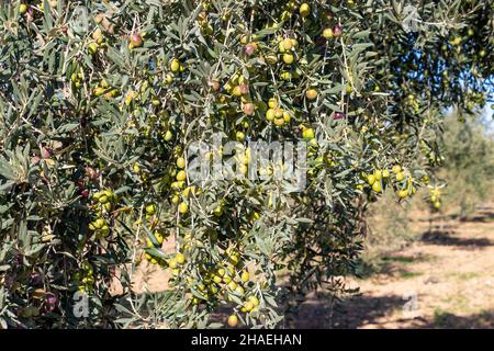 Olive branches full of olives in different stages of maturation from green to black Stock Photo