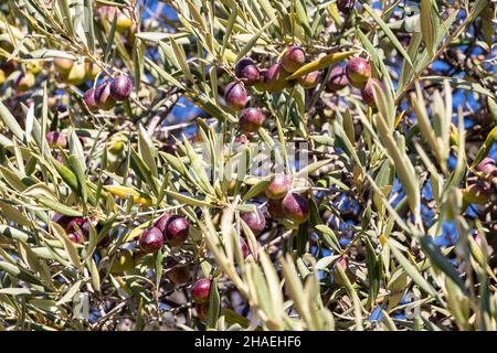 Olive branches full of olives in different stages of maturation from green to black Stock Photo