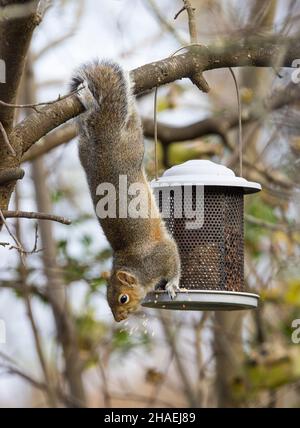 Grey squirrel Sciurus carolinensis eating seed from a bird feeder in garden, Wales, UK Stock Photo