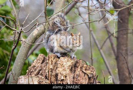 Grey squirrel Sciurus carolinensis on tree stump in garden, Wales, UK Stock Photo