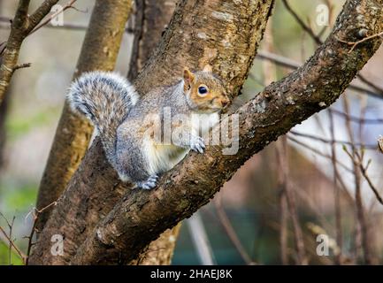 Grey squirrel Sciurus carolinensis in garden, Wales, UK Stock Photo