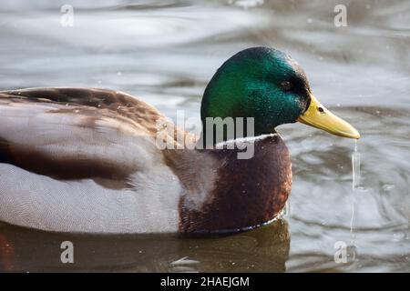 Wild duck in the pond. Closeup of a beautiful mallard male duck Stock Photo