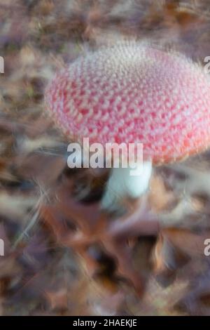 Amanita Muscaria red poisonous wild mushroom effects, delusional vision effects of mushroom poison or drugs ingestion. Stock Photo