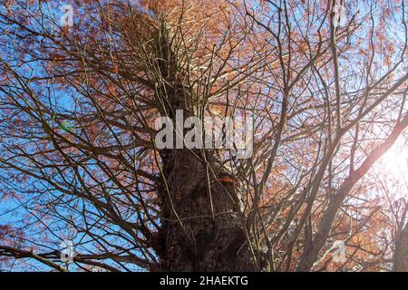 Metasequoia glyptostroboides or dawn redwood tree trunk and branches with autumn colored red leaves Stock Photo