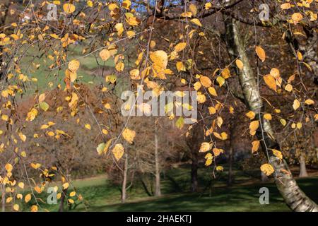 Birch tree branches with yellow colored autumn leaves and fruits on a sunny day Stock Photo