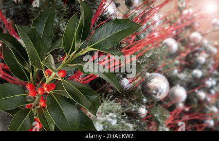 Christmas holly plant branch with red berries and green glossy leaves on the decorated fir tree blurred background. Acebo. Stock Photo