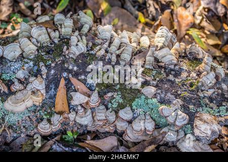 A fallen tree limb laying on the ground in the forest covered with bracket fungi lichen and moss closeup view on a sunny day in autumn Stock Photo