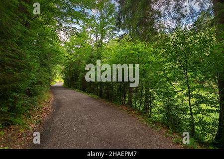 path through lush spruce forest. pine trees along the way in summer landscape. beautiful nature scenery. countryside tourism concept Stock Photo