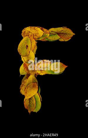 A vertical shot of the capital letter  made of autumn leaves on the black background Stock Photo