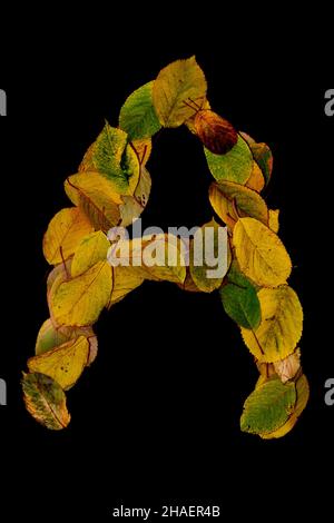 A vertical shot of the capital letter A made of autumn leaves on the black background Stock Photo