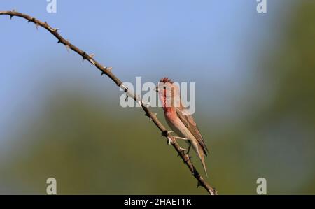 Rosefinch, male, clean background Stock Photo