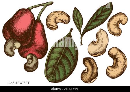 Vector set of hand drawn colored cashew Stock Vector