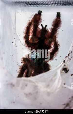 The Antilles pinktoe tarantula, Caribena versicolor, Martinique red tree spider or the Martinique pinktoe is popular as a spider pet because of its do Stock Photo