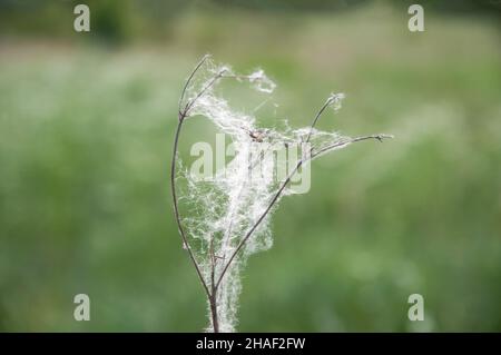 dry wildflower with cobwebs on a background of green meadow Stock Photo