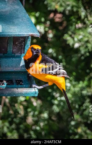 Altamira Oriole at the feeder Stock Photo