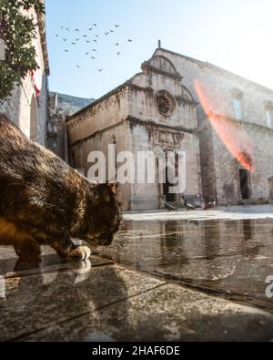 A cat drinking from a puddle whilst capturing the reflection of the Dubrovnik Synagogue in the old town of Dubrovnik the capital city of Croatia. Stock Photo