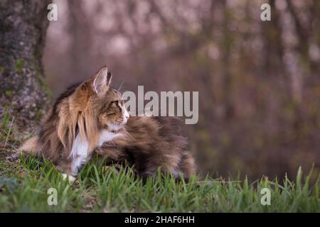 big norwegian forest cat on the grass. profile. outdoor Stock Photo