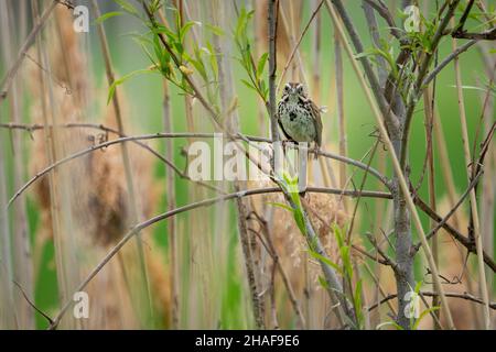 Beautiful song sparrow perched on a branch in the bushes Stock Photo