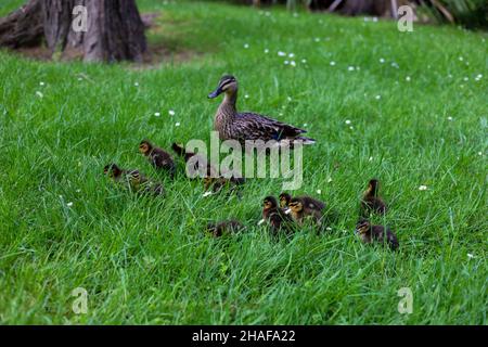Baby ducklings walking with mother Stock Photo