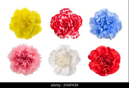Mix of Carnations isolated on white background Stock Photo