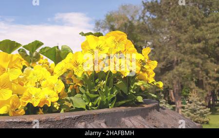 Alstroemeria aurea plant in beautiful yellow bloom in the garden - Concept for care. Stock Photo