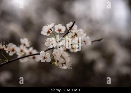 White Sour Cherry Tree Blooms In Early Spring in Hot Springs National Park Stock Photo
