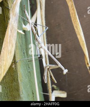 An australian stick mantis sitting on a fence post amongst some dry grass Stock Photo