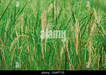 Rice planting, rice grains are already ripe. Stock Photo