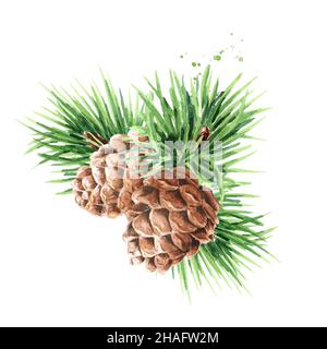 Green coniferous cedar branch with cones,  Hand drawn watercolor illustration isolated on white background Stock Photo