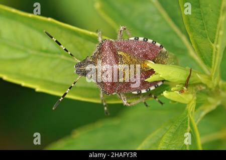 Closeup of an adult sloe bug , Dolycoris baccarum among green leafs Stock Photo