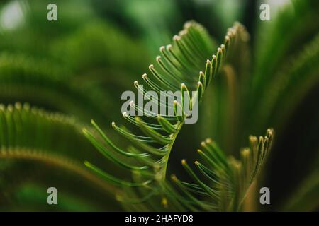 Various green palm tree leaves in nature outdoor close up. Natural wallpaper background. Beauty of nature. Relaxation time in garden. Relax in national park land. High quality photo Stock Photo
