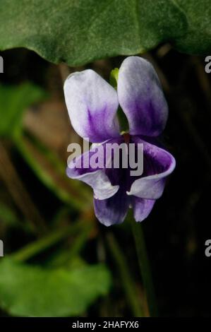 Ivy Leaved Violets (Viola Hederacea) are one of my favourite native flowers. They are very small - lying on the ground is necessary for a good photo. Stock Photo