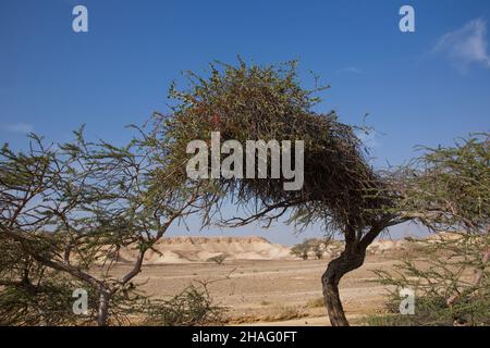 Plicosepalus acaciae (syn. Loranthus acaciae), the acacia strap flower, is a species of hemiparasitic flowering plant in the family Loranthaceae. It i Stock Photo