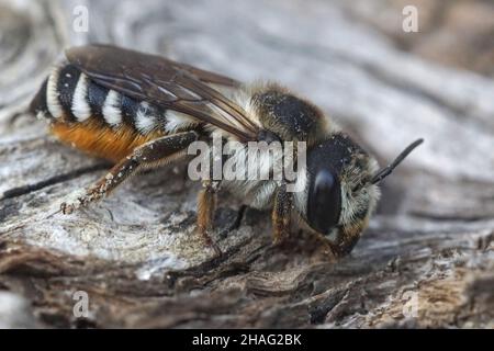 A large colorful leafcutter bee from Southern France, Megachile albisecta Stock Photo