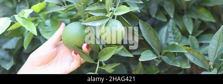 Female hand holds green unripe orange on tree in garden Stock Photo