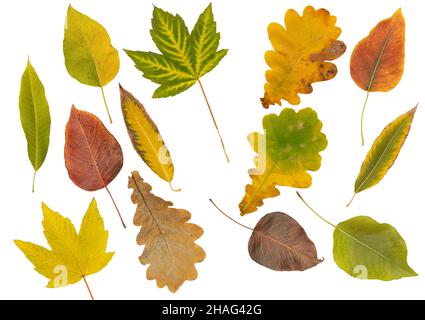 Set of autumn leaves of different colors isolated white. Stock Photo