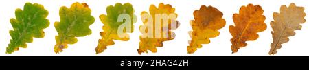 Set of autumn oak leaves in different colors isolated on white. Stock Photo
