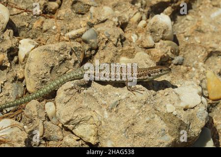 Closeup of the Andalusian wall lizard, Podarcis vaucheri in the sun on stones Stock Photo