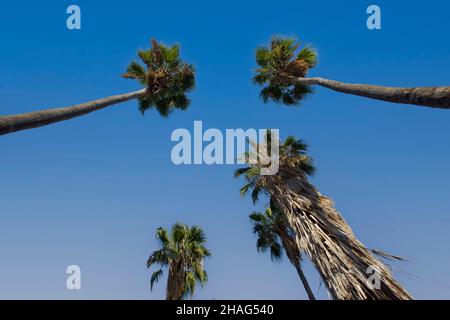 Washingtonia robusta, known by common name as the Mexican fan palm, Mexican washingtonia, or skyduster is a palm tree native to the Baja California pe Stock Photo