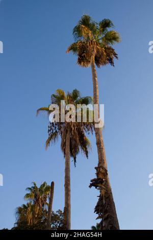Washingtonia robusta, known by common name as the Mexican fan palm, Mexican washingtonia, or skyduster is a palm tree native to the Baja California pe Stock Photo