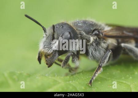 Detailed closeup of Viper's Bugloss Mason Bee , Hoplitis adunca on a green leaf Stock Photo