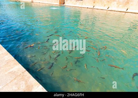 Balikligol. Fishes in the Pool of Abraham or Balikligol in Sanliurfa Turkey. Religious tourism destinations in Turkey. Stock Photo