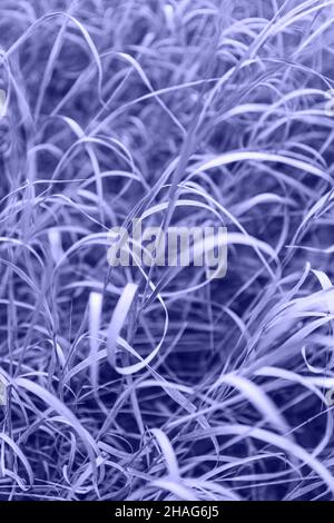 Autumn nature. Dry grass very peri background. Sunset in the field. Stock Photo