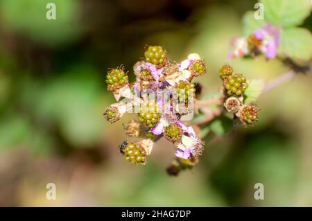 raspberry bush. close up of the unripe fruit. Photographed in Israel in November Stock Photo