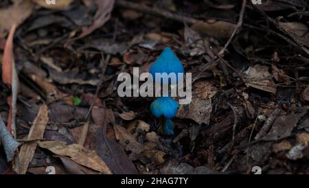 Entoloma Virescens (or hochstetteri) -Sky Blue mushroom Stock Photo