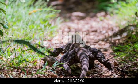 Sand Goanna - Varanus gouldii Stock Photo