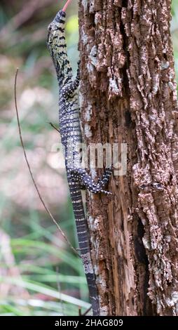 Sand Goanna - Varanus gouldii Stock Photo