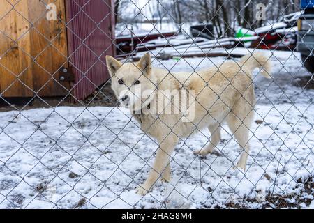 Dog in the snow, winter time Stock Photo